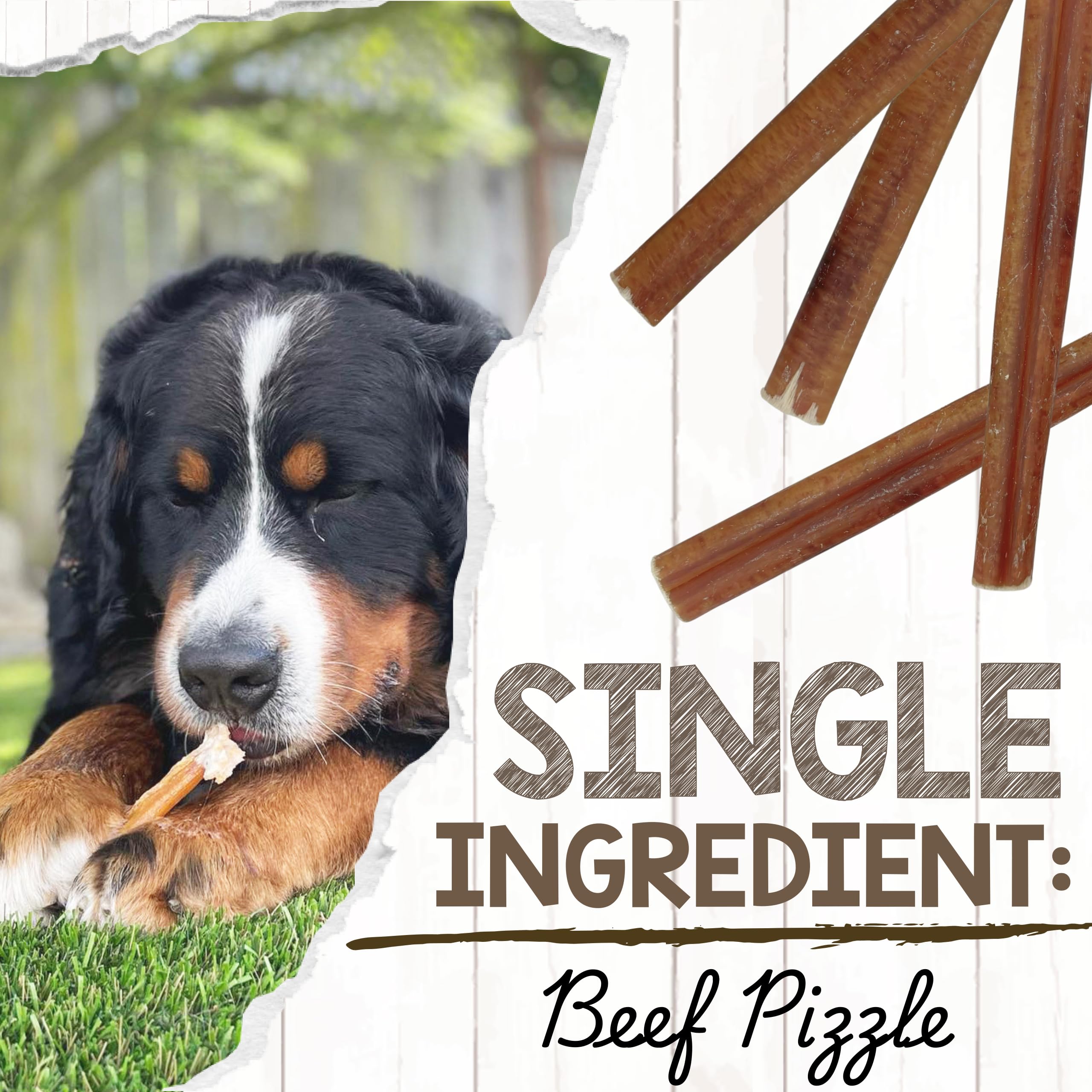Nature Gnaws bully stick en mano para mostrar longitud 11-12 pulgadas y escala