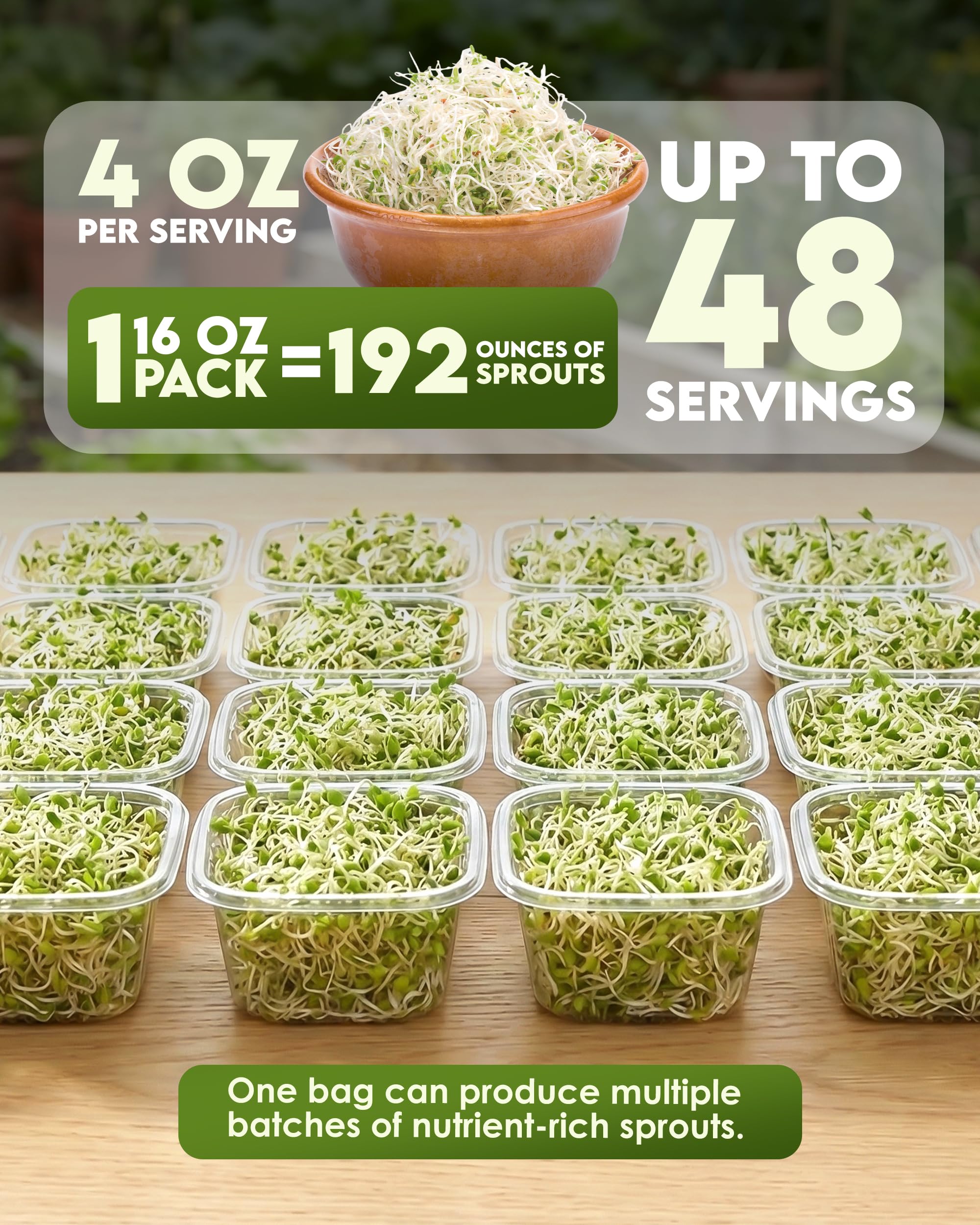 Nature Jim's Sprouts brotes en frasco, ejemplo práctico de germinación casera