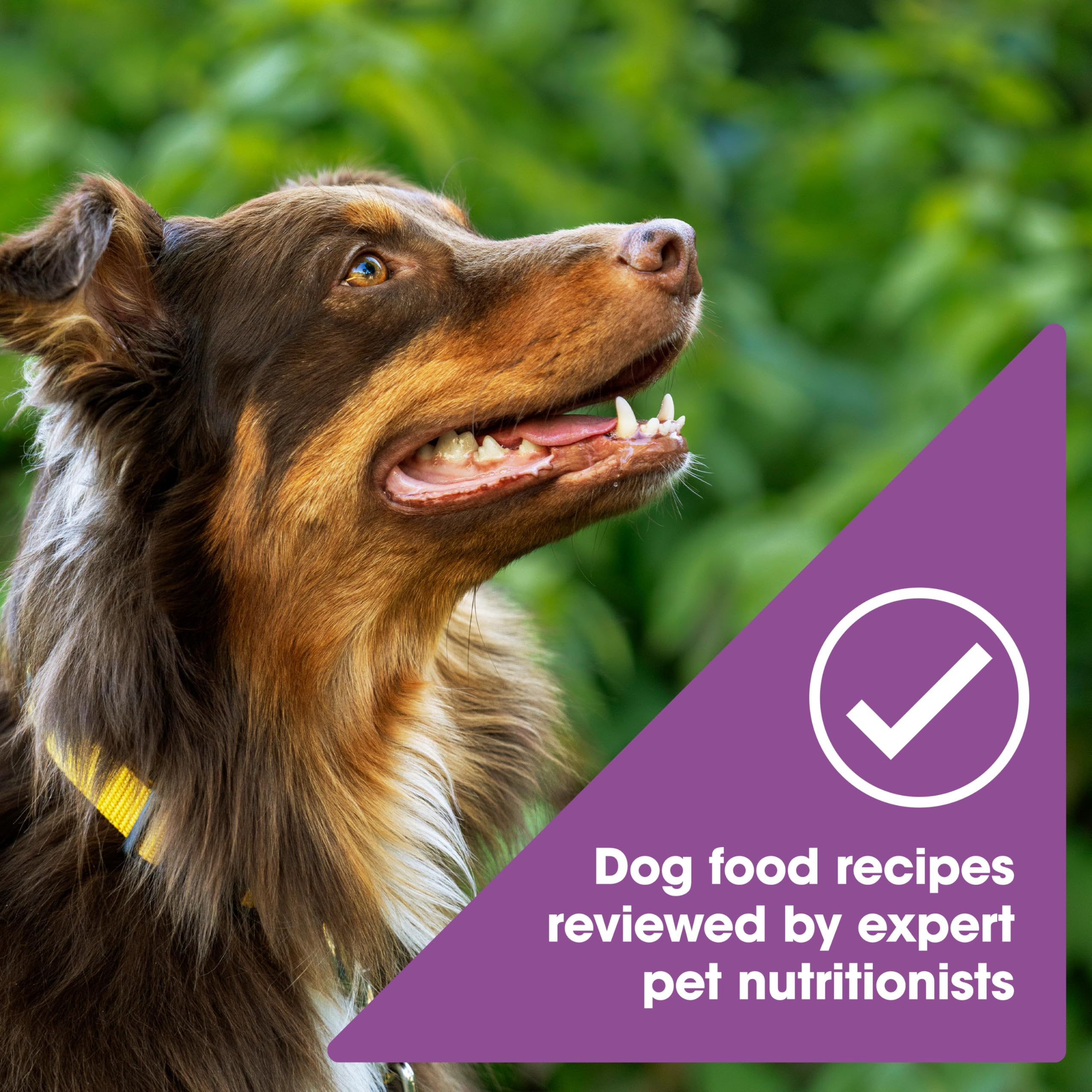 Nature's Recipe kibble tamaño comparativo para masticación y comodidad
