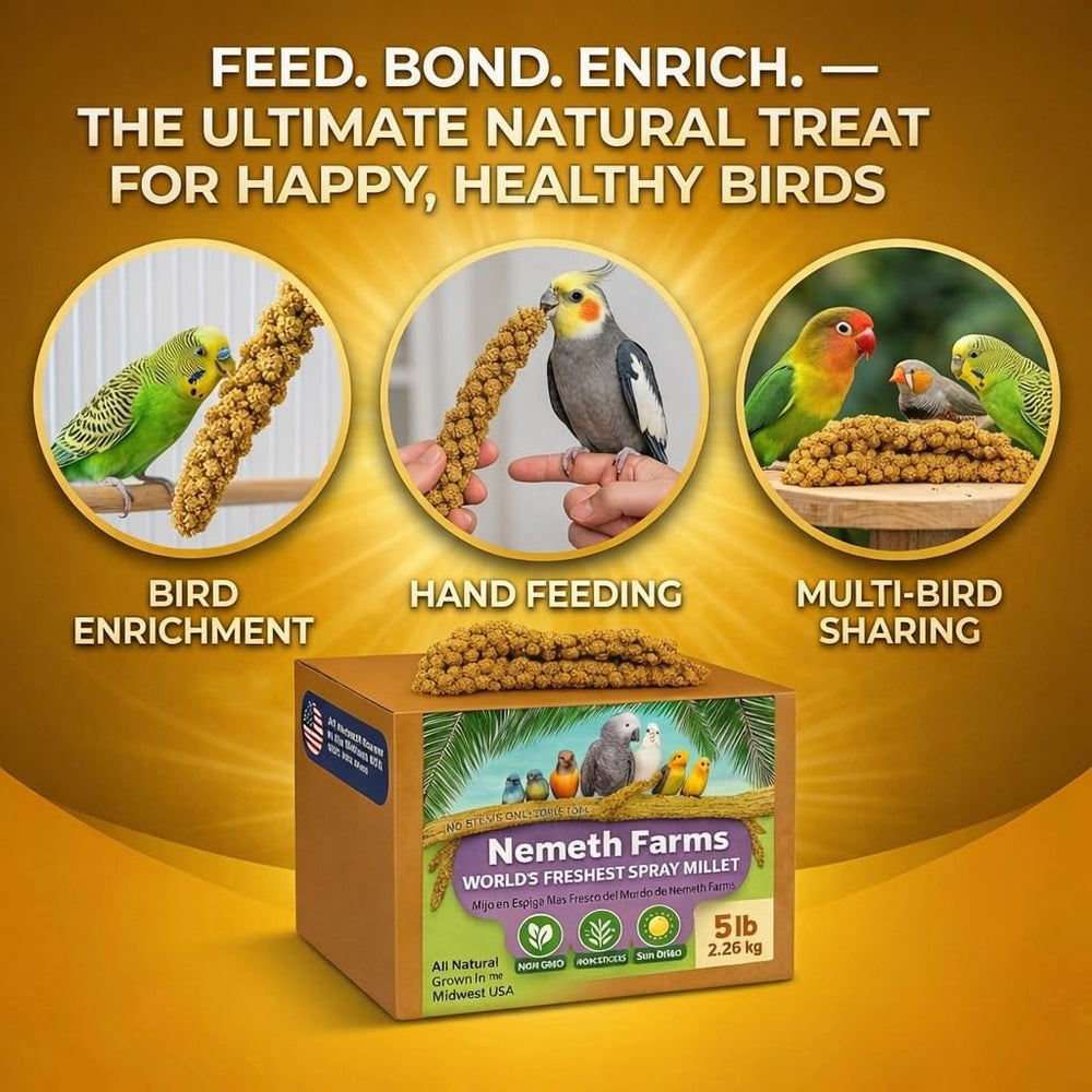Nemeth Farms periquito comiendo espiga como premio motivador