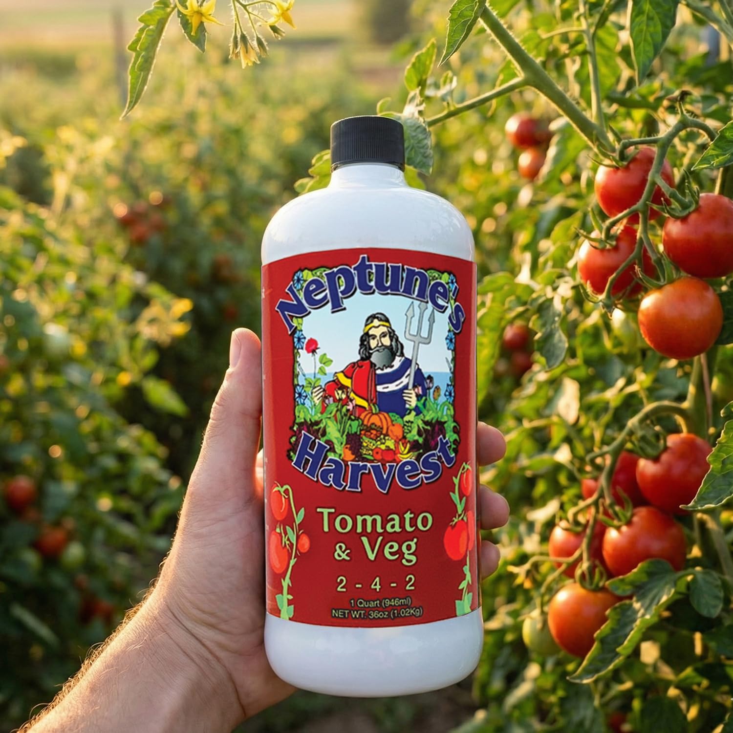 Neptune's Harvest uso en jardín con tomates para mayor rendimiento