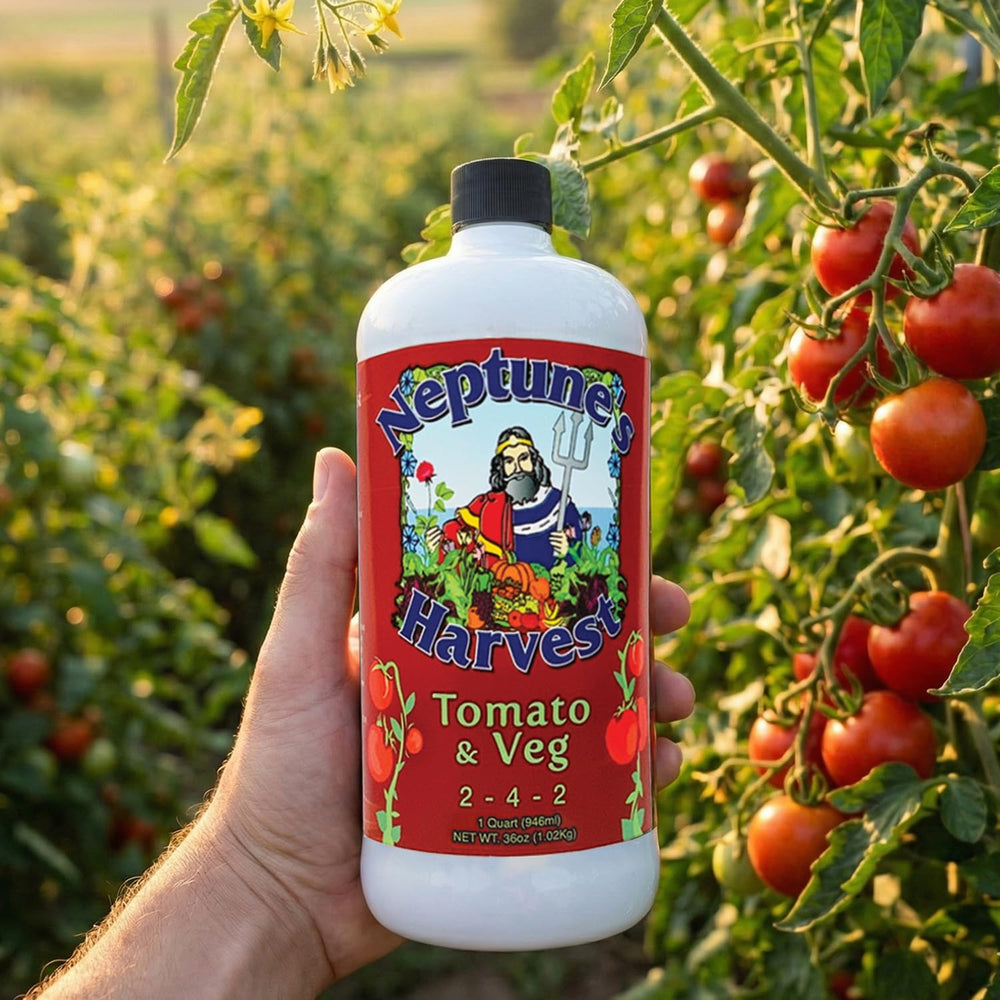 Neptune's Harvest uso en jardín con tomates para mayor rendimiento