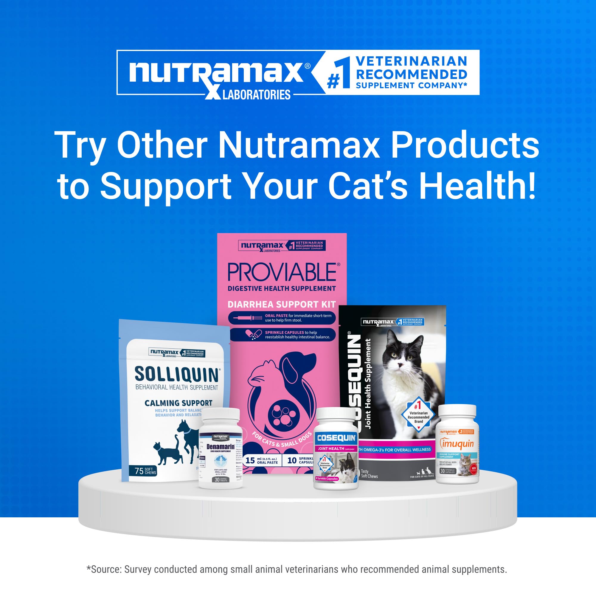 NutraMax Cosequin supported cat playing energetically in a home setting