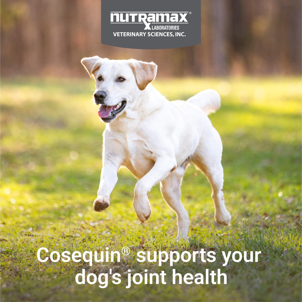 Nutramax Cosequin perro aceptando una tableta, administración sin estrés
