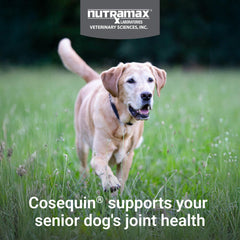 Nutramax Cosequin soft chew close-up highlighting texture and palatability