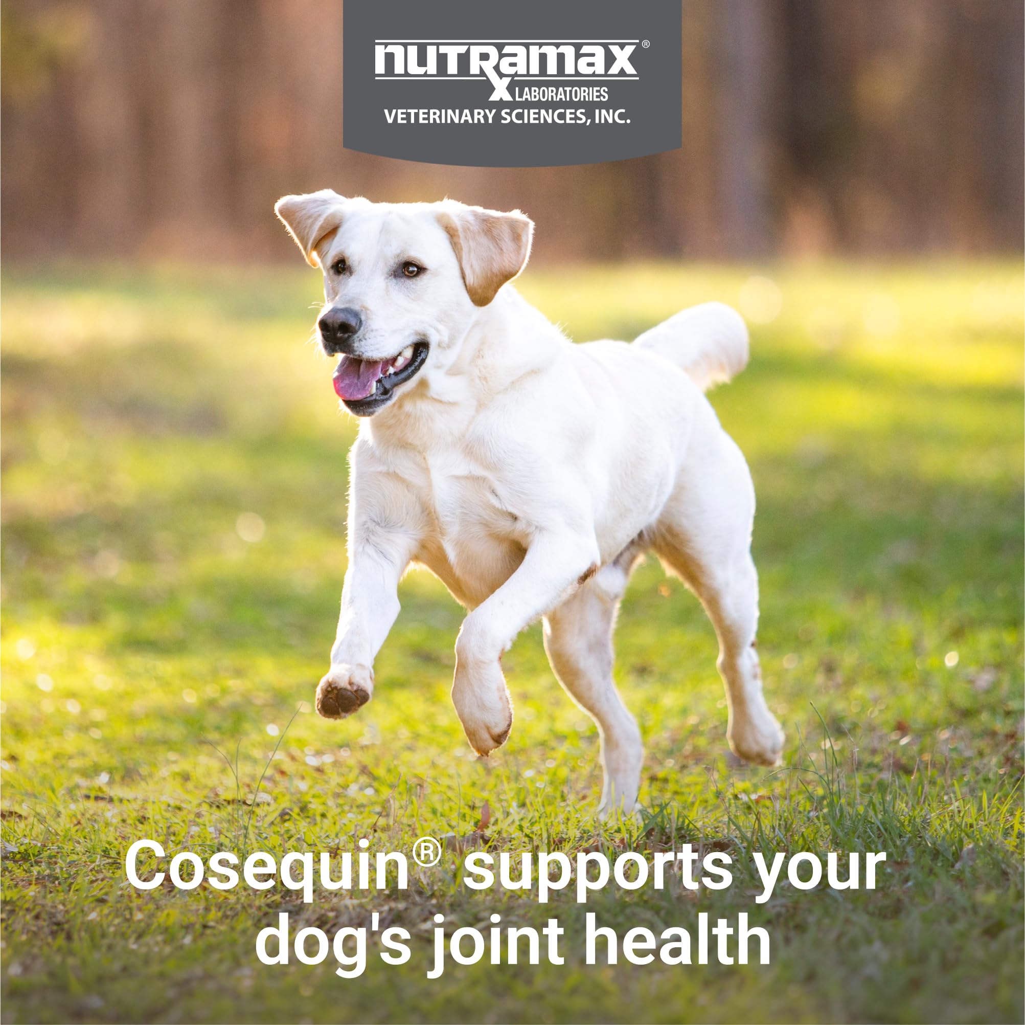 Nutramax Cosequin frasco junto a regla para comparar tamaño y cantidad