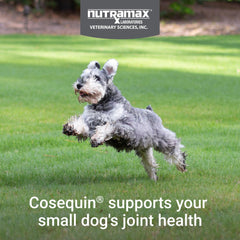 Textura del masticable Nutramax Cosequin que facilita masticación en perros pequeños