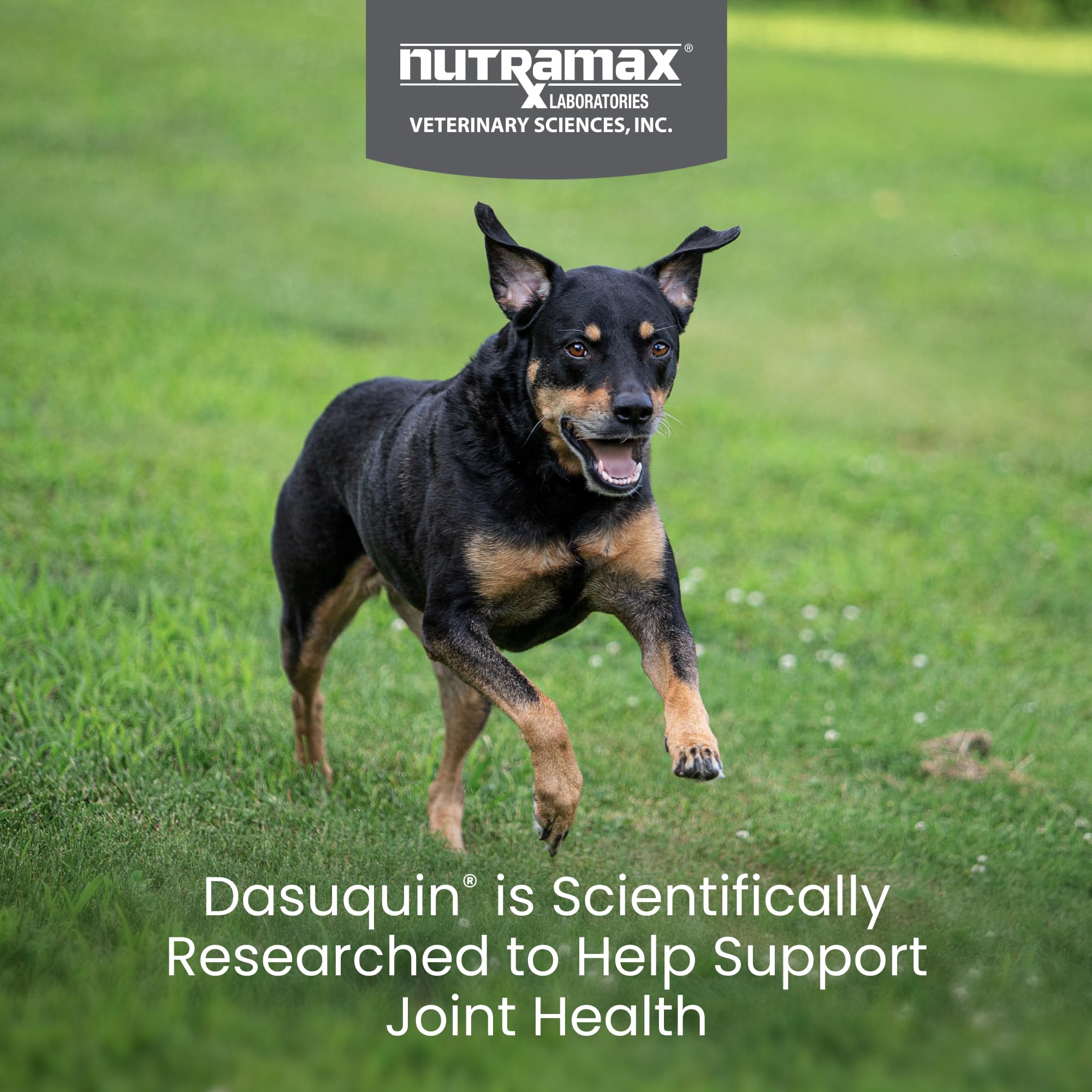Nutramax Dasuquin primer plano textura del masticable para administración fácil