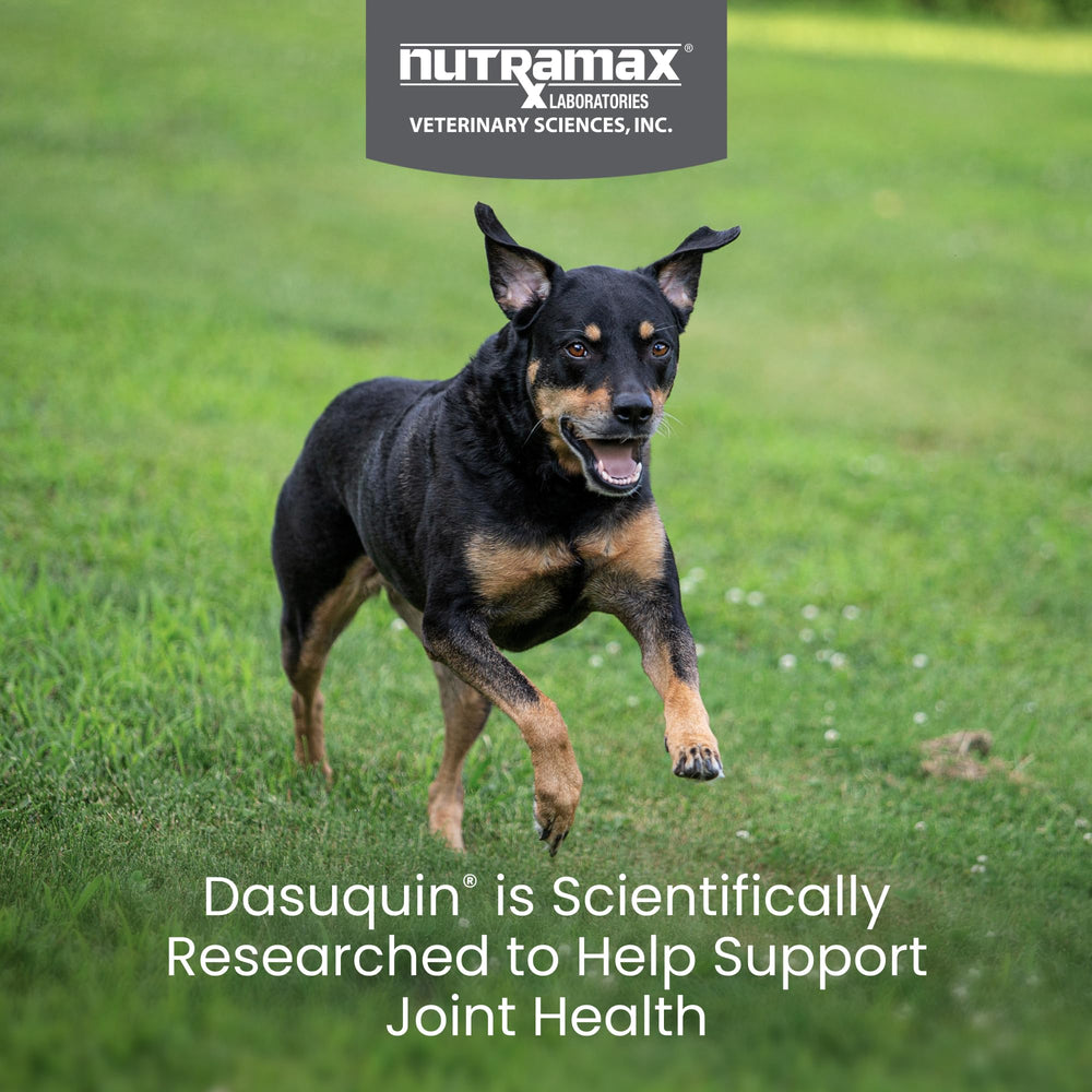 Nutramax Dasuquin primer plano textura del masticable para administración fácil