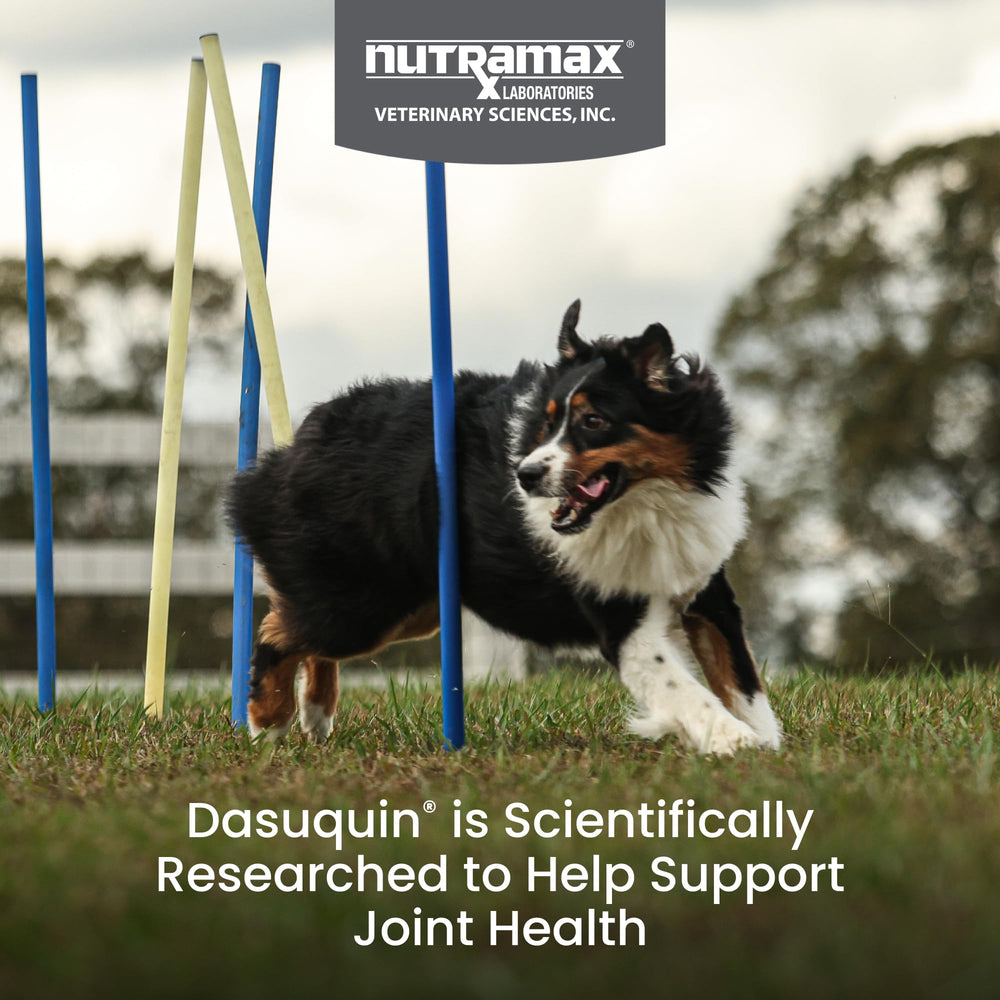 Nutramax Dasuquin masticable detalle del producto fácil de dar