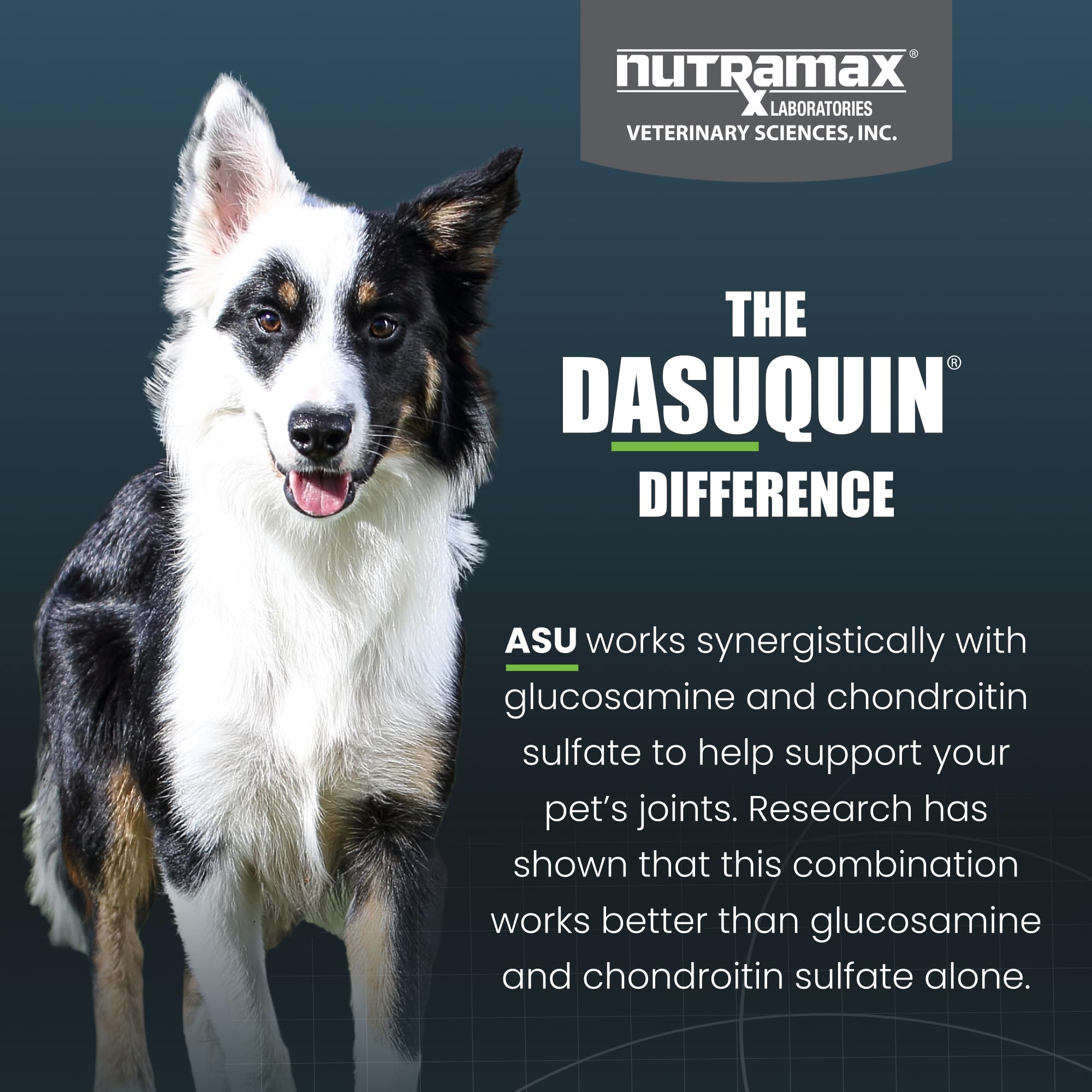 Nutramax Dasuquin perro aceptando masticable beneficio de cumplimiento fácil