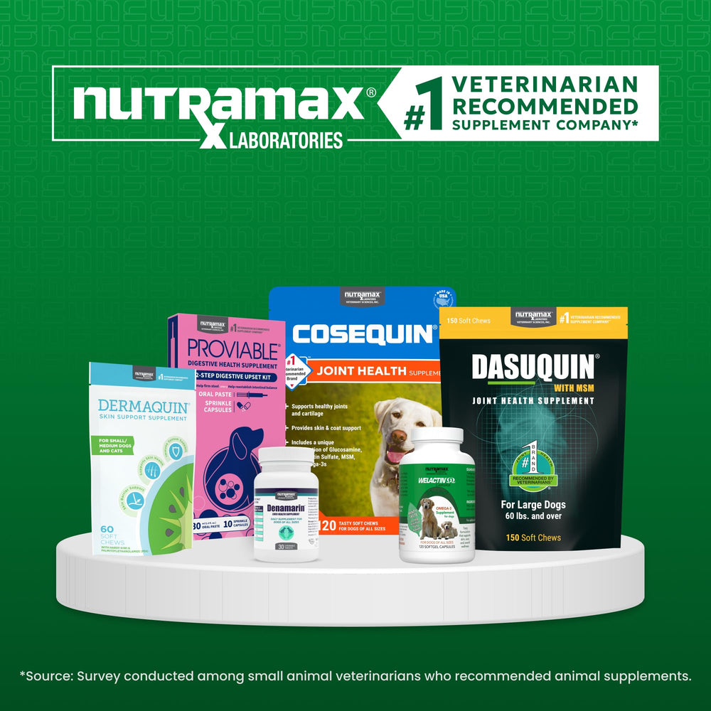 Nutramax mascota con pelaje brillante ilustrando piel saludable
