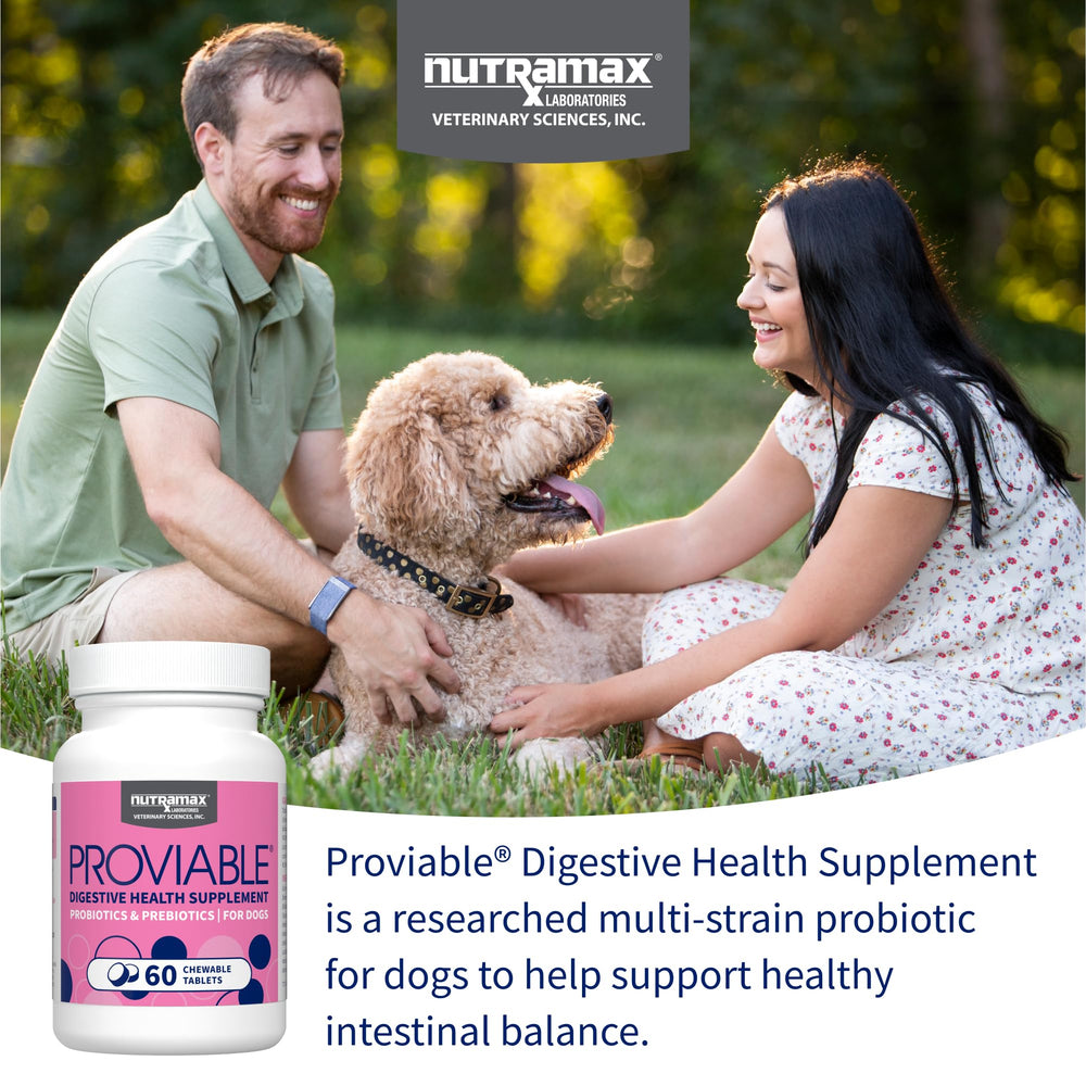 Nutramax Proviable textura de la tableta en mano clara, ideal para dar premio
