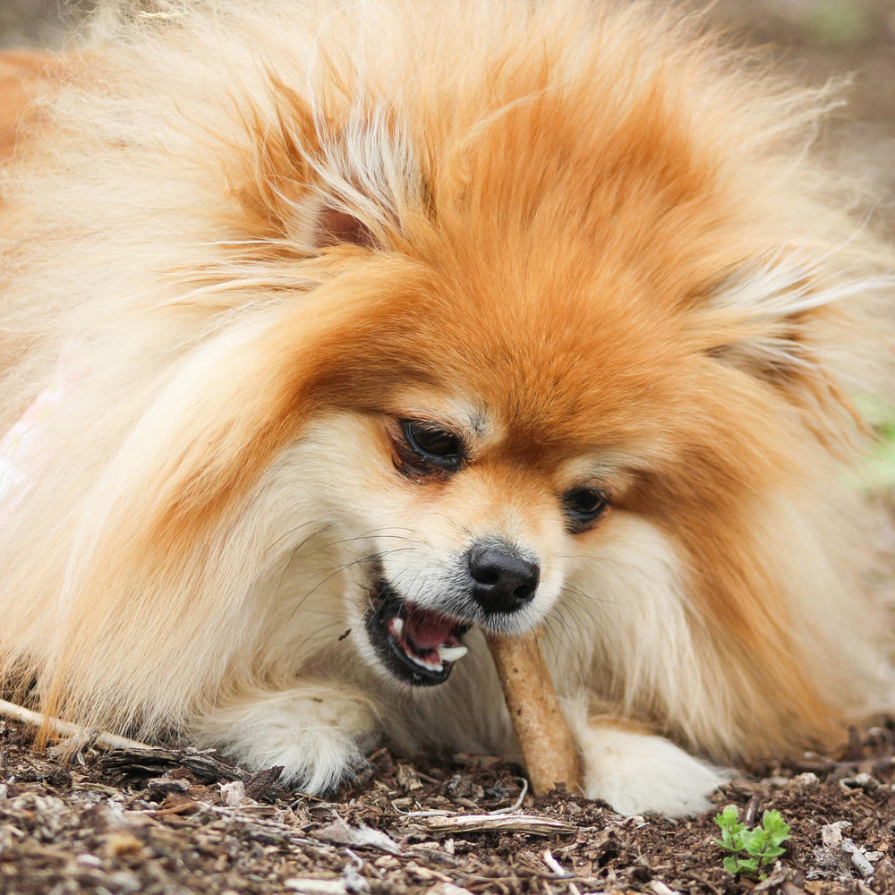 Nylabone hueso junto a regla para escala, ajustado a perros pequeños