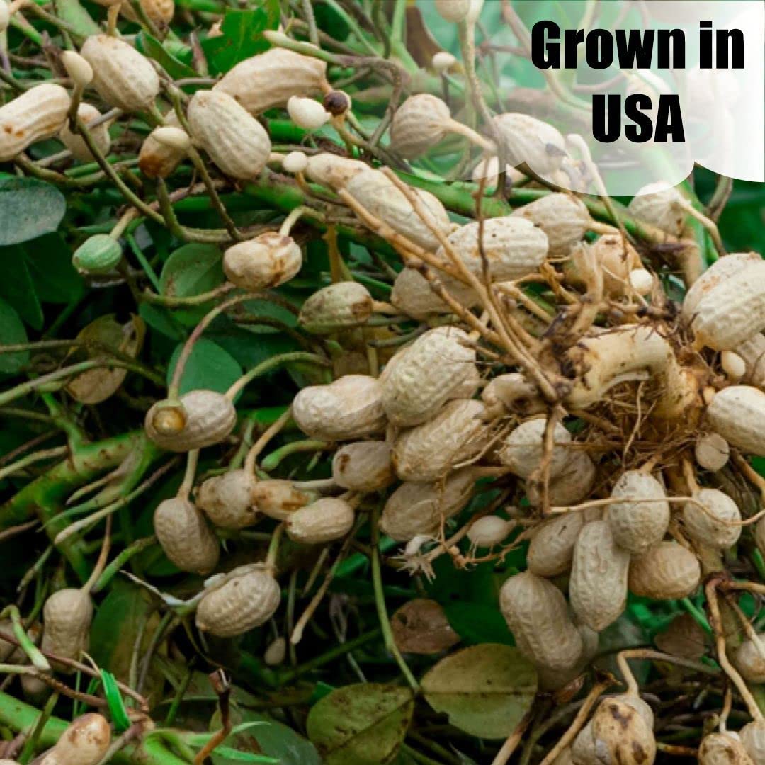 Old Potters peanut kernel detail showing fresh raw nut interior