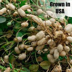 Old Potters peanut kernel detail showing fresh raw nut interior