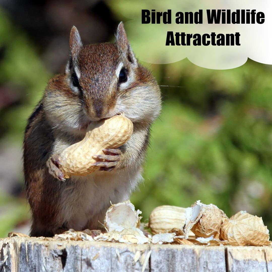 Old Potters peanuts being eaten by a squirrel offering enrichment