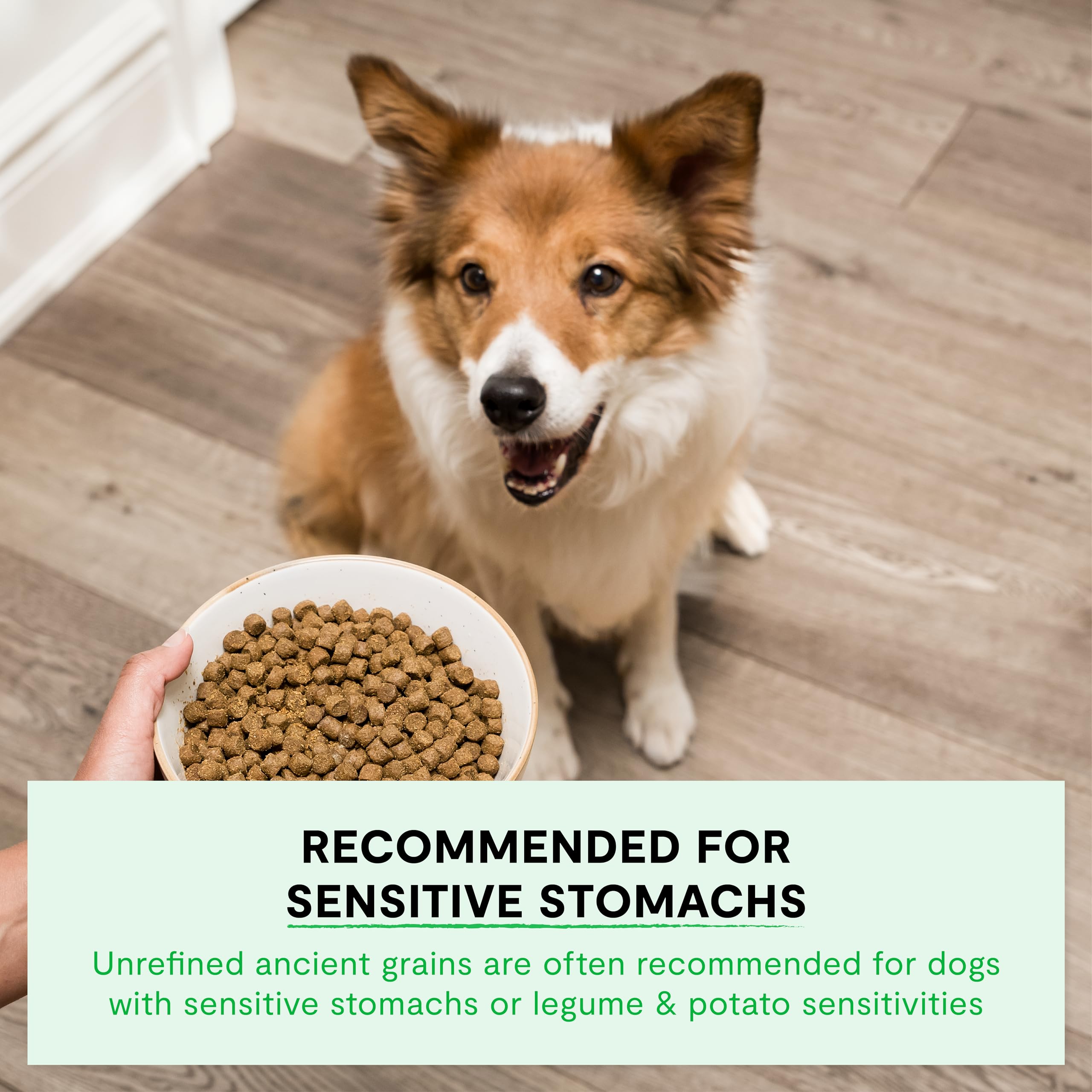 Bol pequeño con croquetas Open Farm para perro pequeño, porción controlada y apetecible