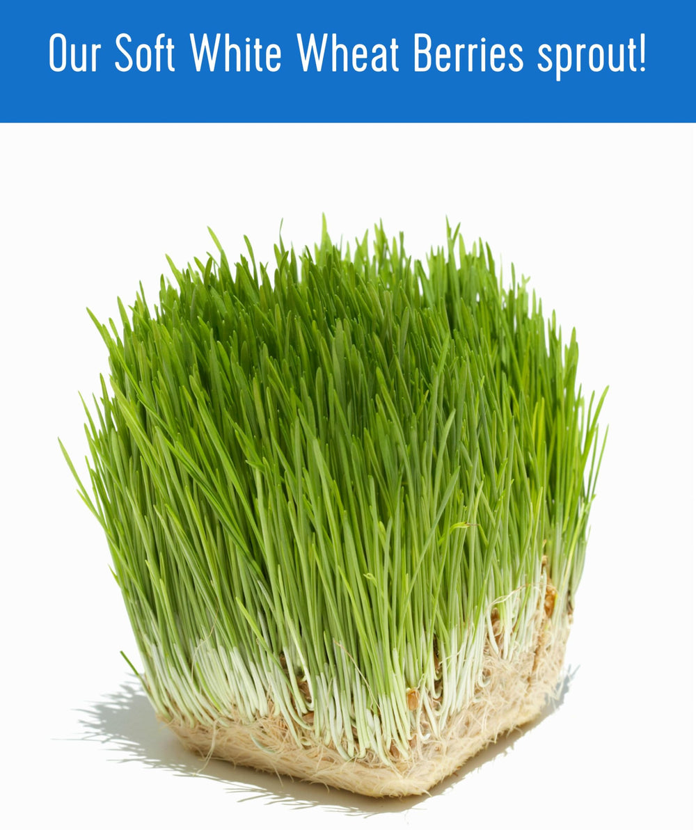 Palouse Brand campo de cultivo en Washington, origen y prácticas sostenibles