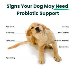 Paw Balance acercamiento etiqueta con ingredientes y beneficios visibles