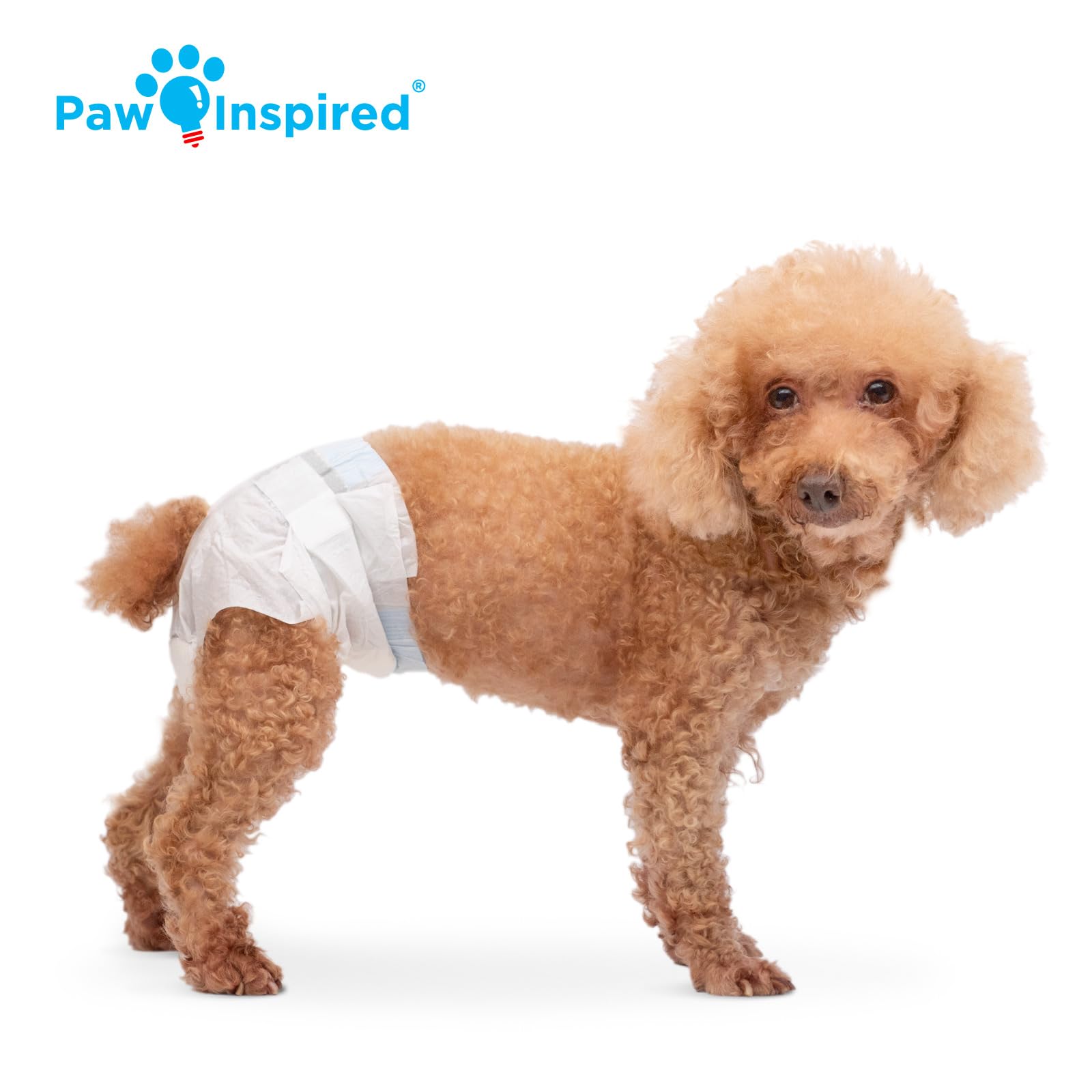 Paw Inspired pañal puesto en perra pequeña demostrando ajuste seguro