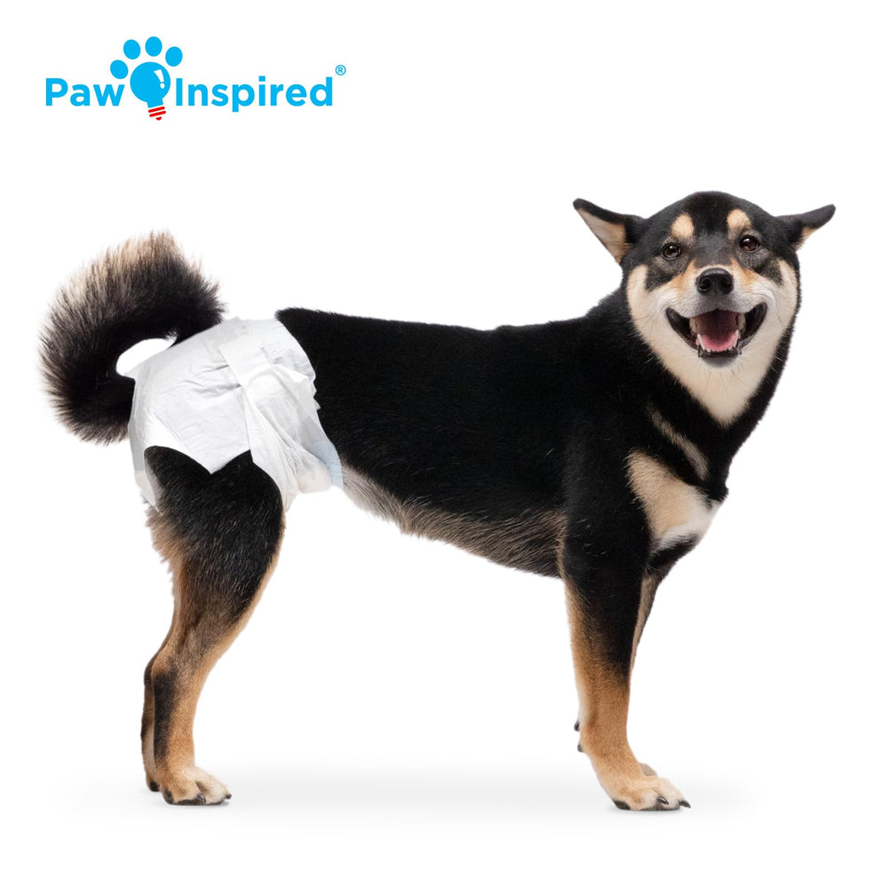 Paw Inspired perra usando pañal M durante paseo demostrando ajuste y discreción