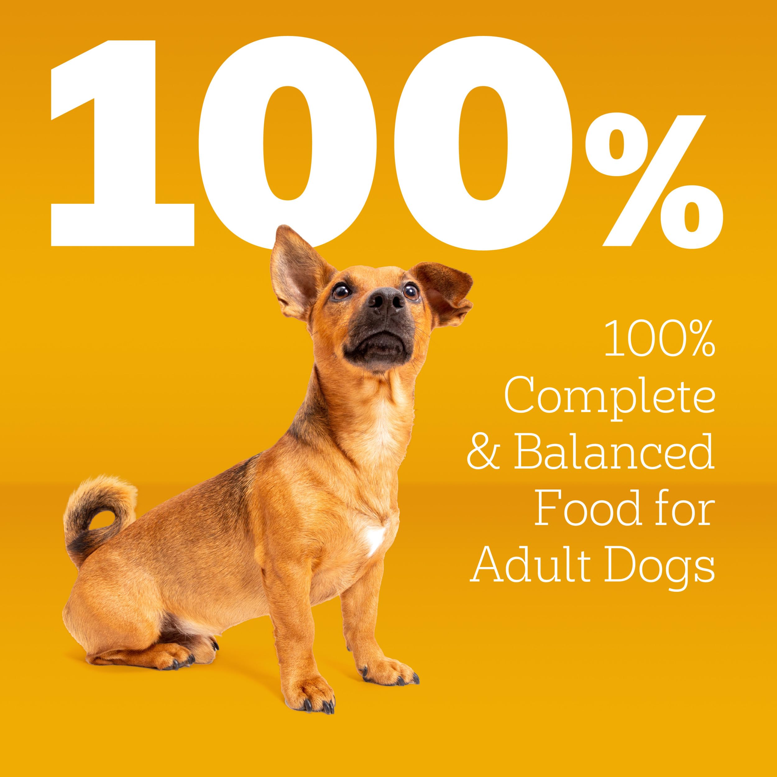 Pedigree bol servido en cocina, alimento apetitoso listo para servir
