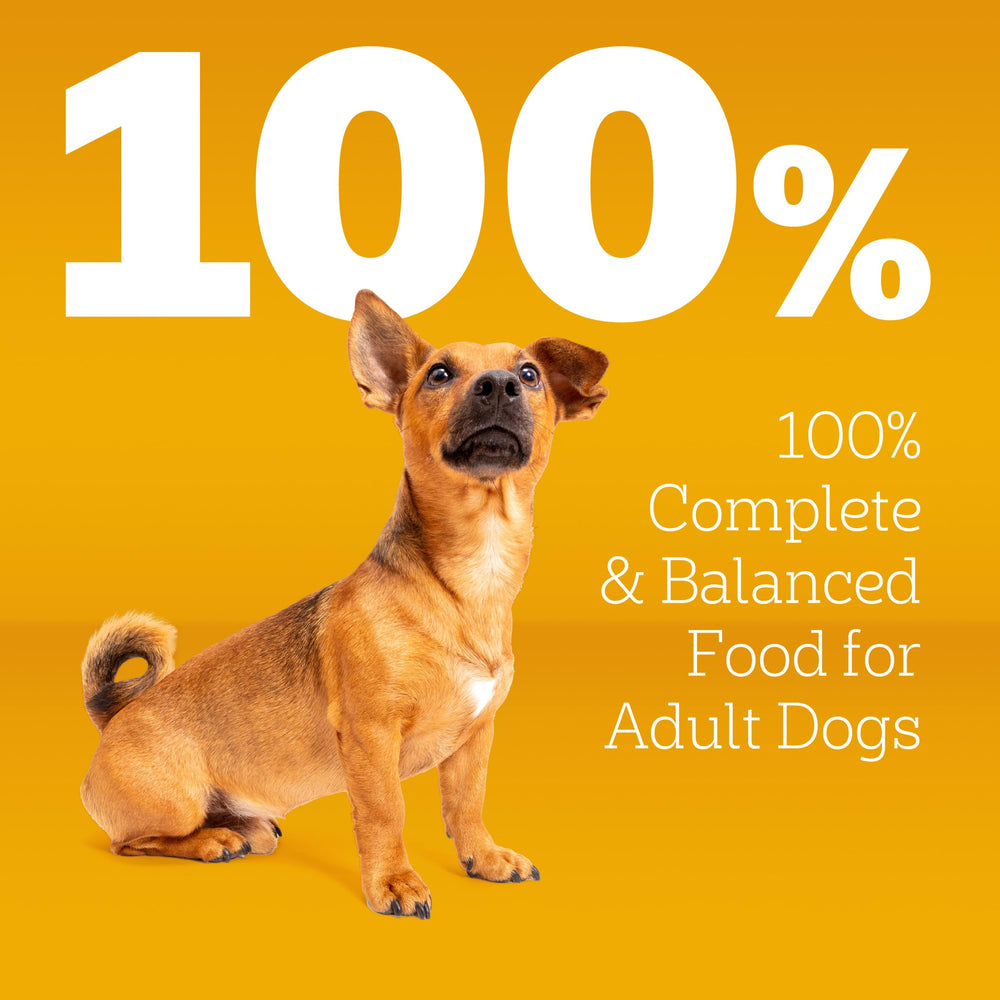 Pedigree bol servido en cocina, alimento apetitoso listo para servir