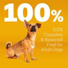 Pedigree bol servido en cocina, alimento apetitoso listo para servir