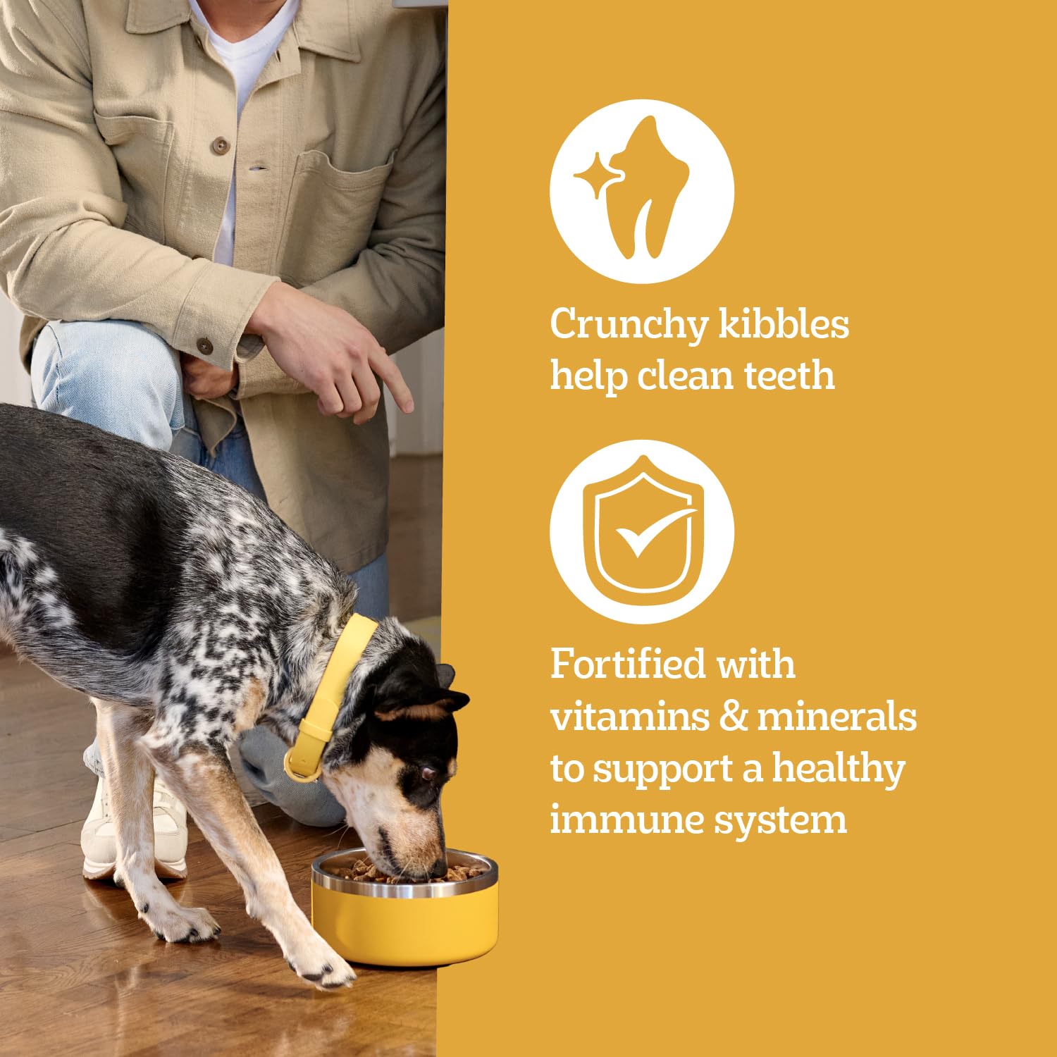 Pedigree bowl beside smiling adult dog, shows feeding routine