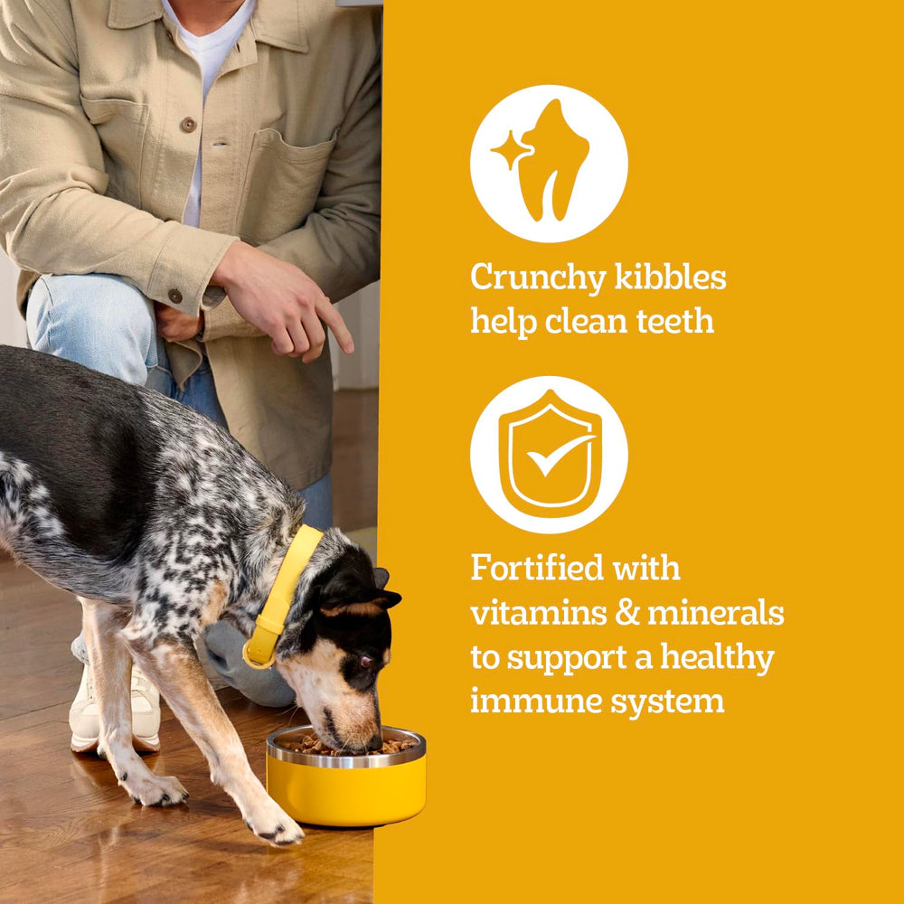 Pedigree bowl beside smiling adult dog, shows feeding routine