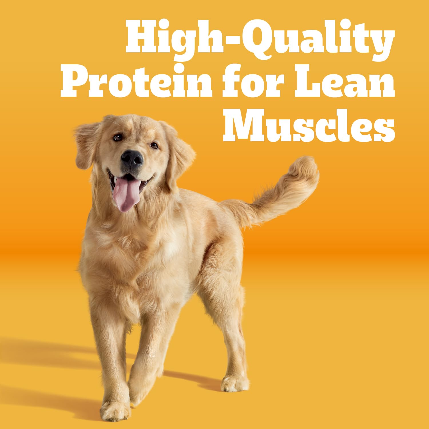 Pedigree close-up of kibble texture showing high-protein pieces