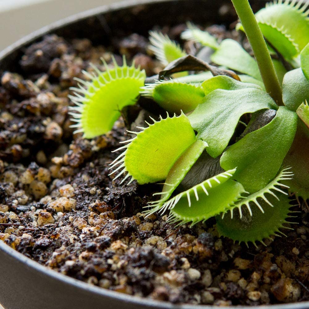 Perfect Plants bolsa resellable cerrada preserva frescura y facilita almacenamiento