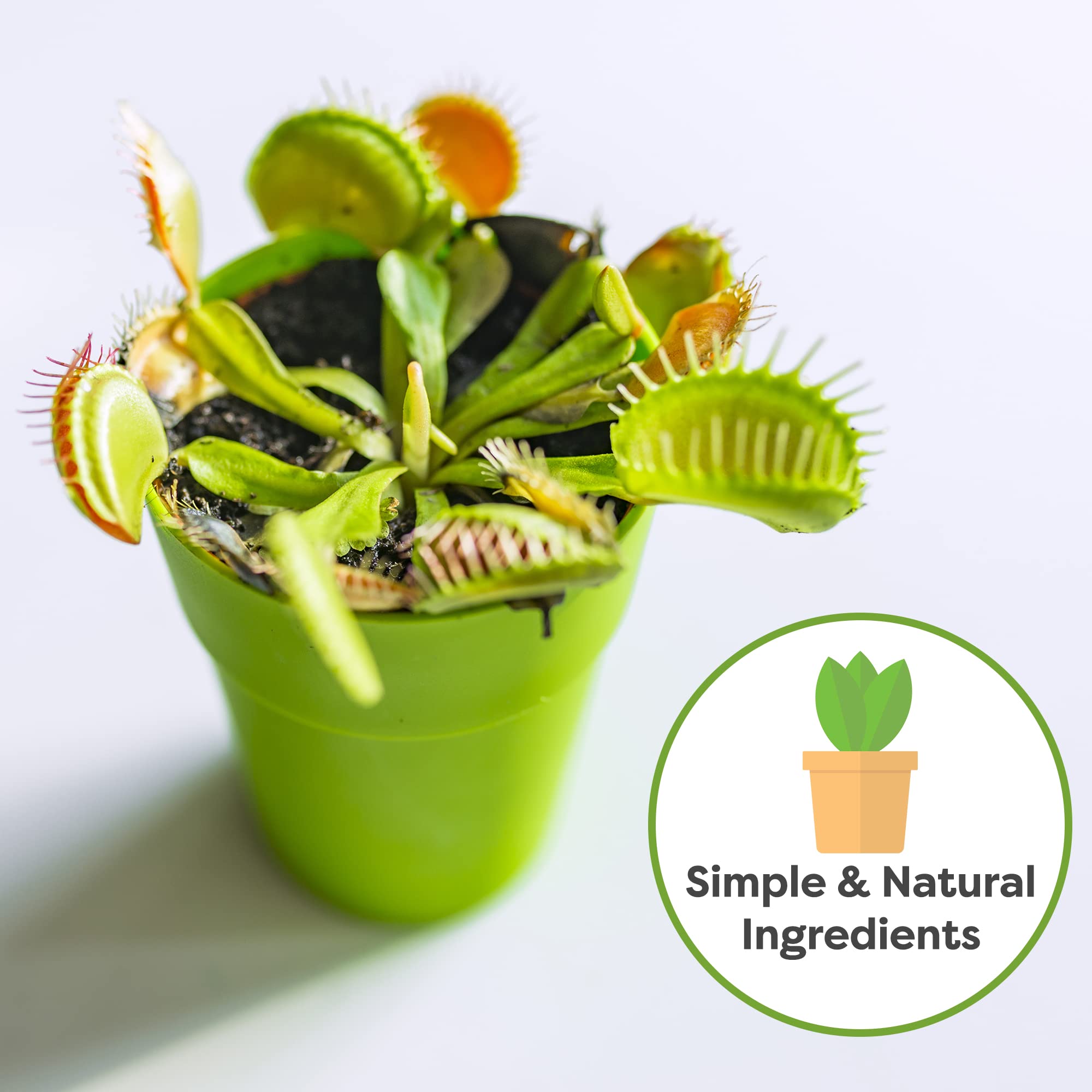 Perfect Plants maceta con Venus atrapamoscas en cultivo, promueve crecimiento sano