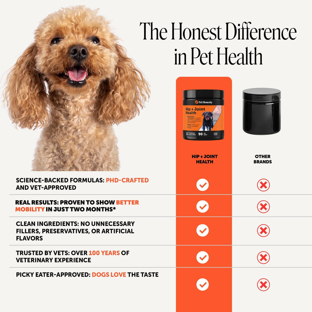 Pet Honesty perro activo corriendo tras uso, mejor movilidad observada