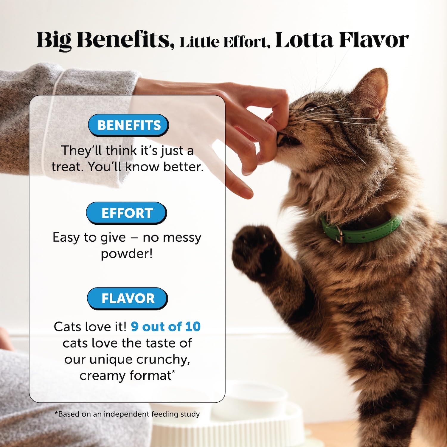 Pet Honesty porción en mano para ver tamaño útil para gatos