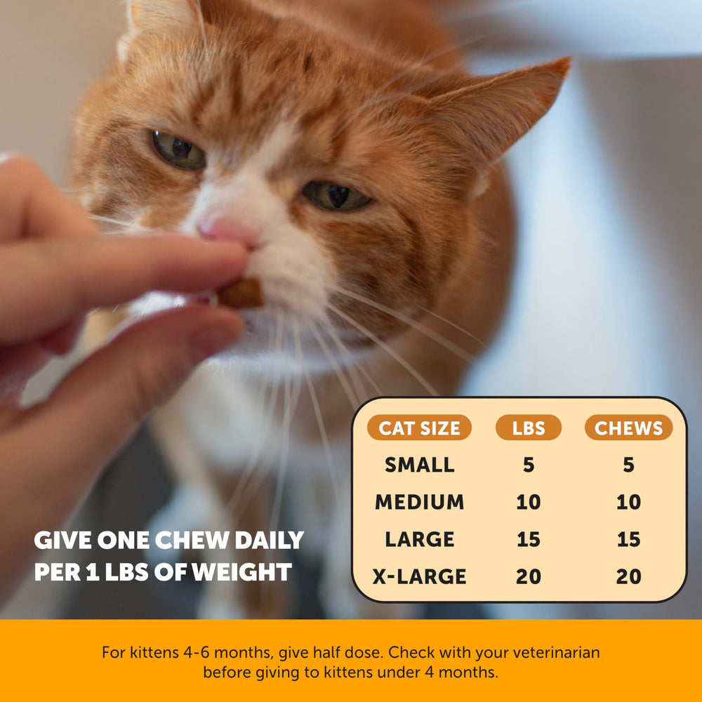 Pet Honesty gato disfrutando del suplemento como premio sabroso