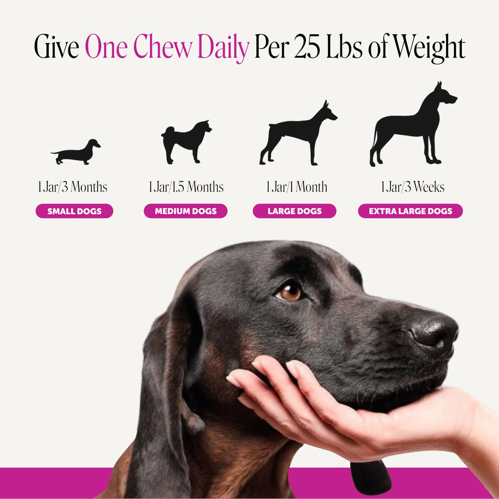 Pet Honesty pelo brillante en perro senior tras uso regular