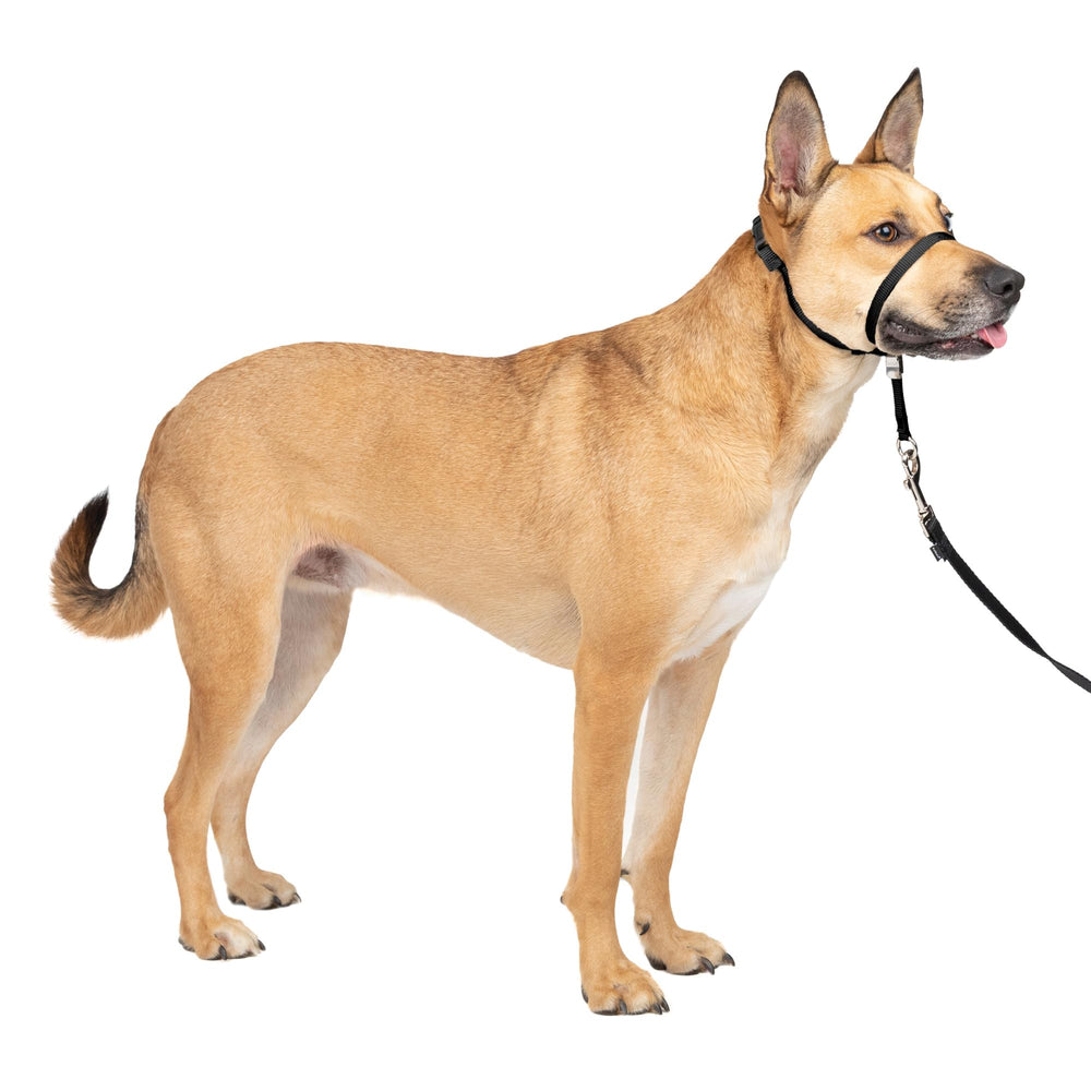 PetSafe cabezal frontal negro mostrando ajuste seguro y control