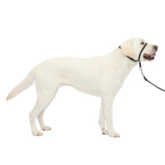 PetSafe vista frontal del Gentle Leader mostrando ajuste seguro y fácil