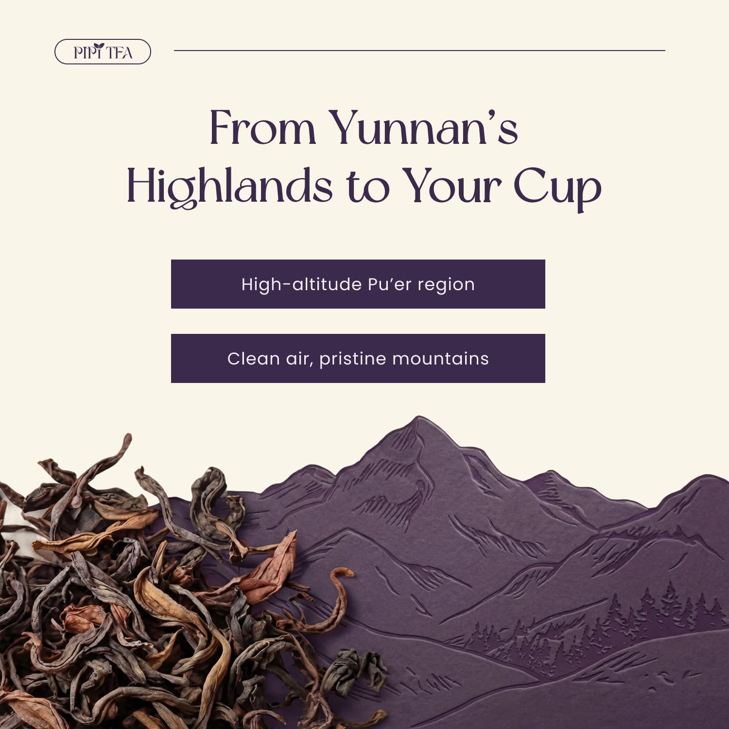 PiPi Tea primer plano de hojas enteras, aroma y antioxidantes preservados