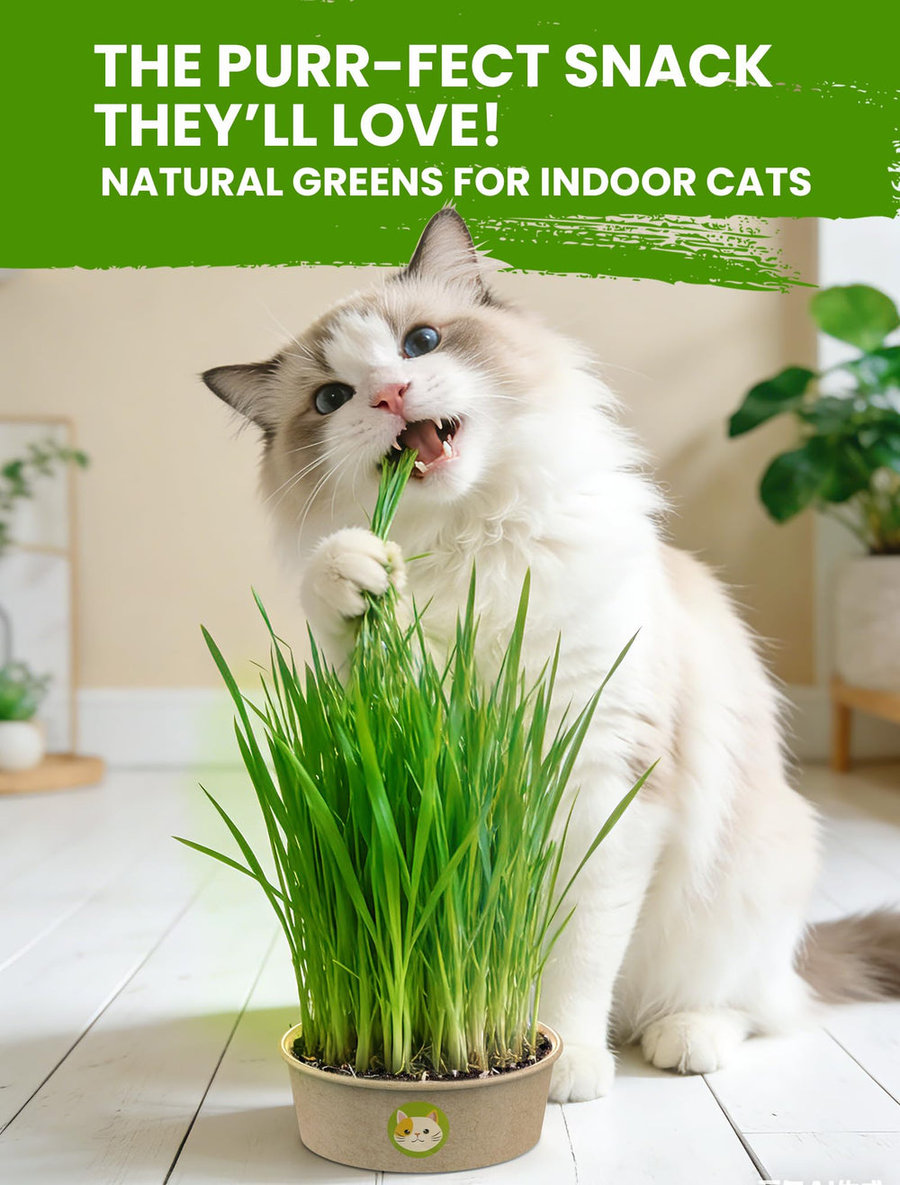 PLANTMEW primer plano de hojas de hierba densa que muestra textura atractiva para gatos