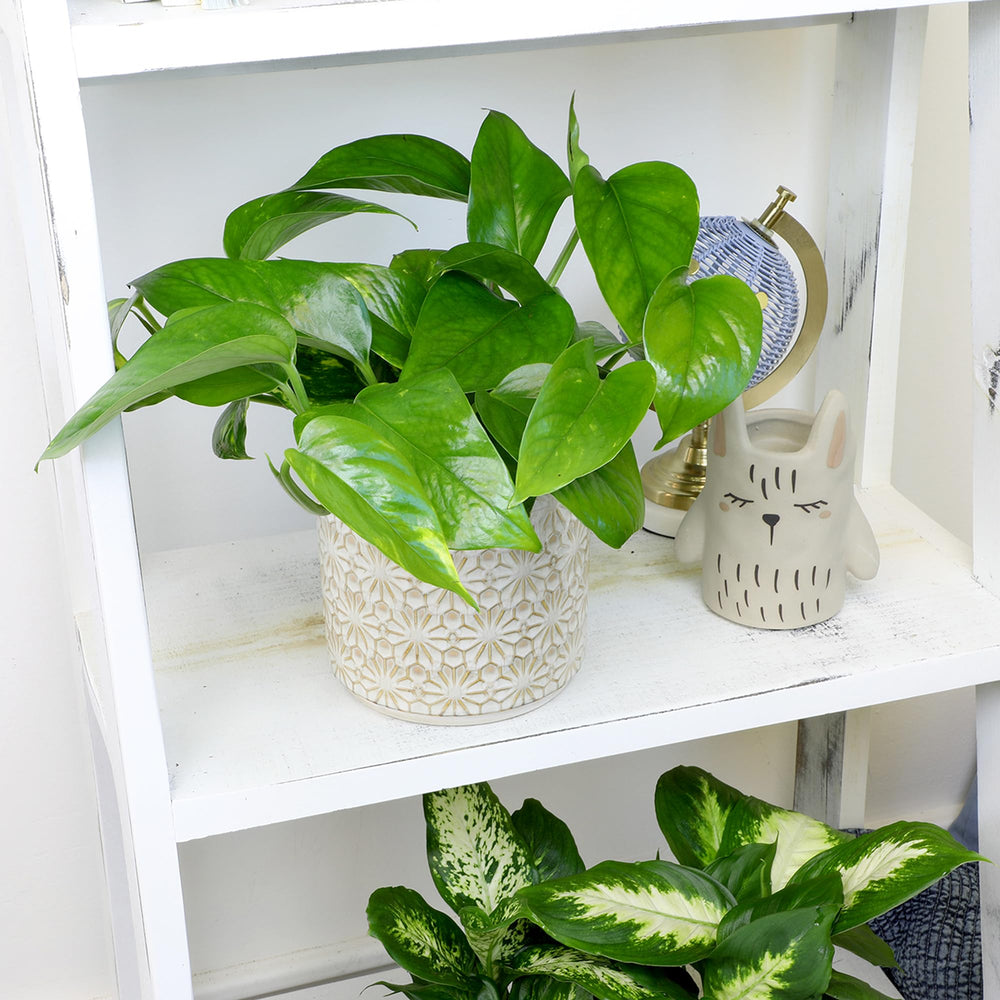 Plants for Pets etiqueta del producto mostrando marca y cuidado