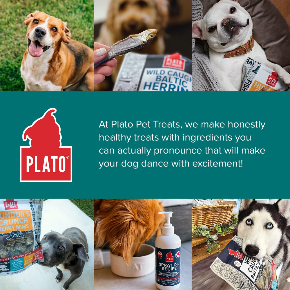 Plato producto en picnic al aire libre con perro, muestra uso como snack saludable