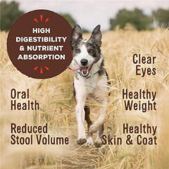 Primal Pet Foods nuggets junto a regla para comparar tamaño y porción
