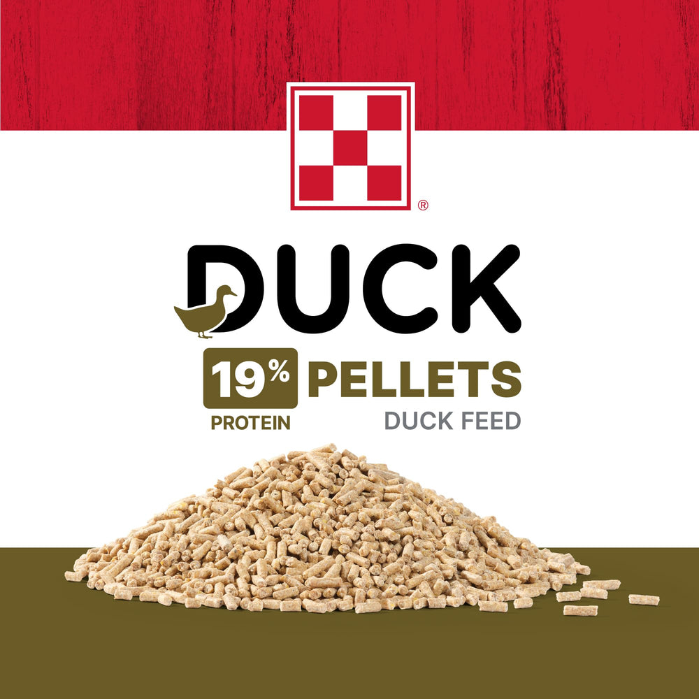 Purina alimento servido en plato, favorece crecimiento sano de patos