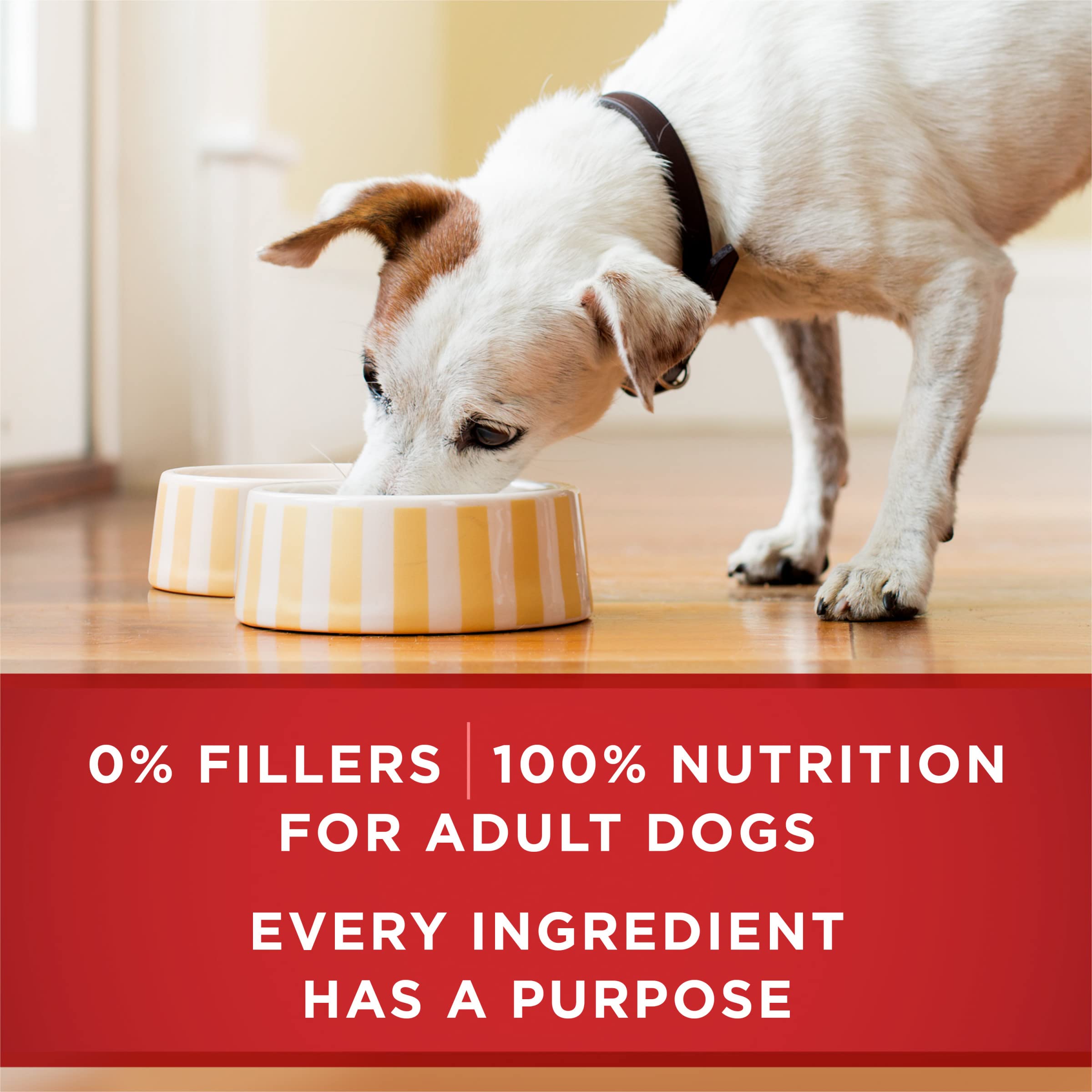 Purina ONE en cocina moderna con perro esperando, imagen de uso cotidiano