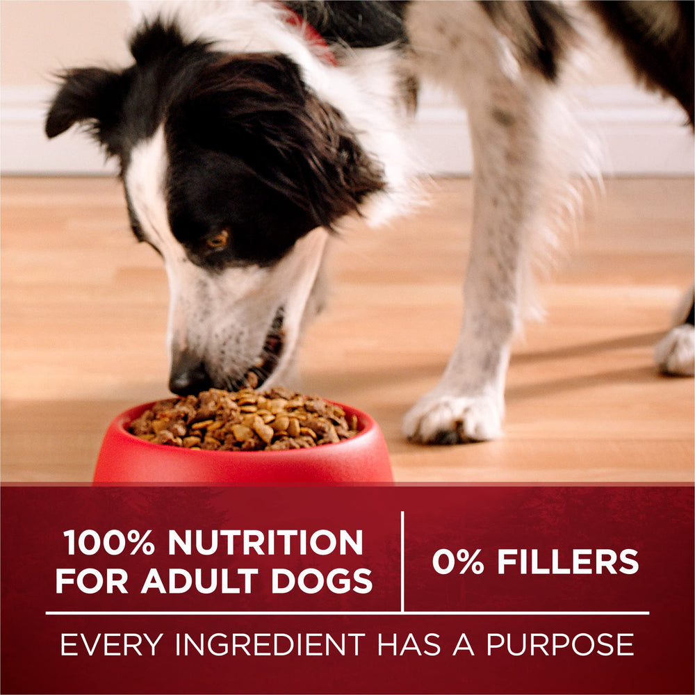 Purina ONE ambiente hogareño con perro saludable y pelaje brillante