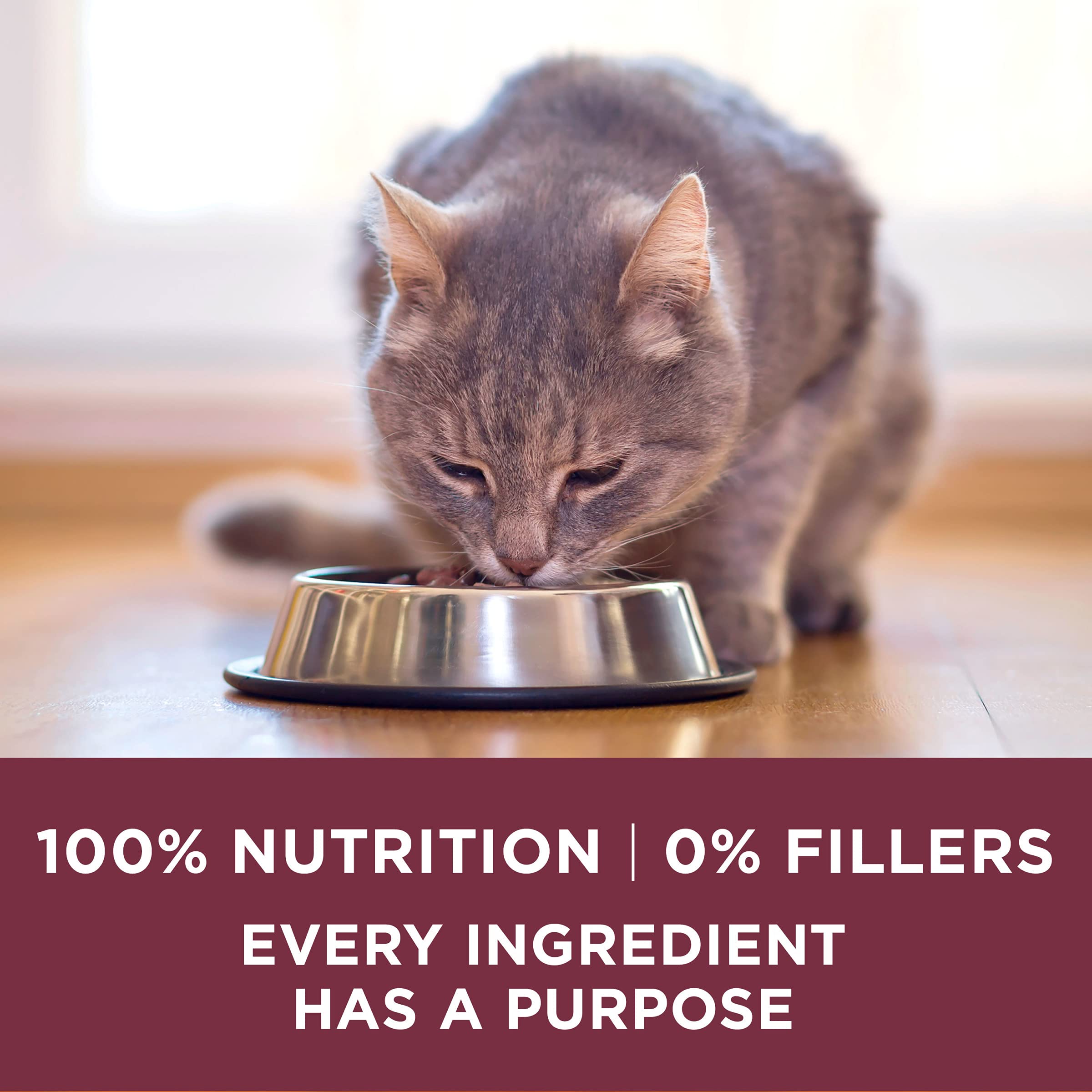 Purina ONE escena de cocina con gato sano y pelaje brillante