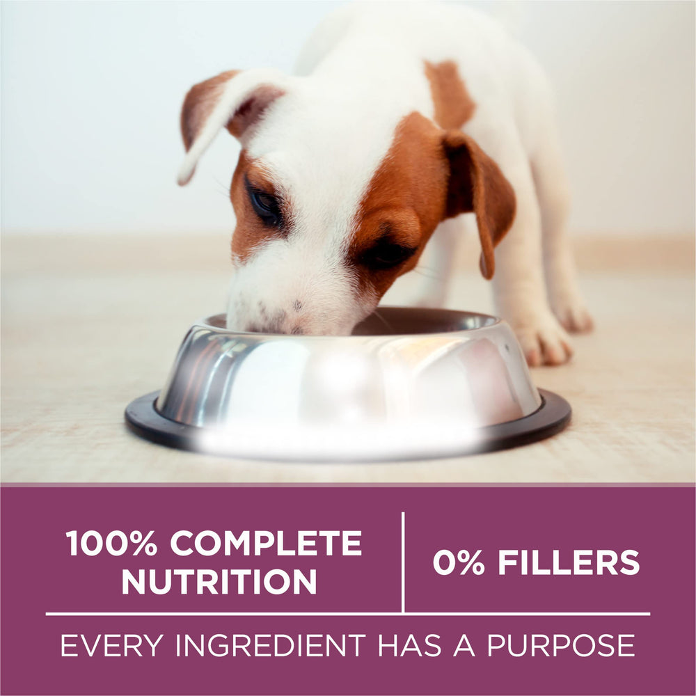 Purina ONE cachorro disfrutando alimento al aire libre para vitalidad